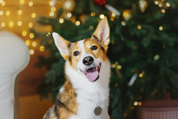 新年快乐 圣诞假期和庆祝活动 靠近圣诞树的狗 — 图库照片
