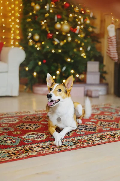 Feliz Ano Novo Natal Celebração Cão Animal Estimação Perto Árvore — Fotografia de Stock