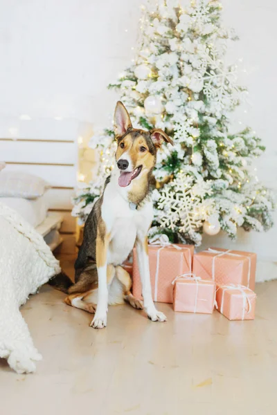 Frohes Neues Jahr Weihnachtsfeiertage Und Feiern Hund Haustier Neben Dem — Stockfoto