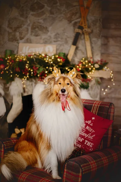 Feliz Año Nuevo Fiestas Navidad Celebración Perro Mascota Cerca Del — Foto de Stock