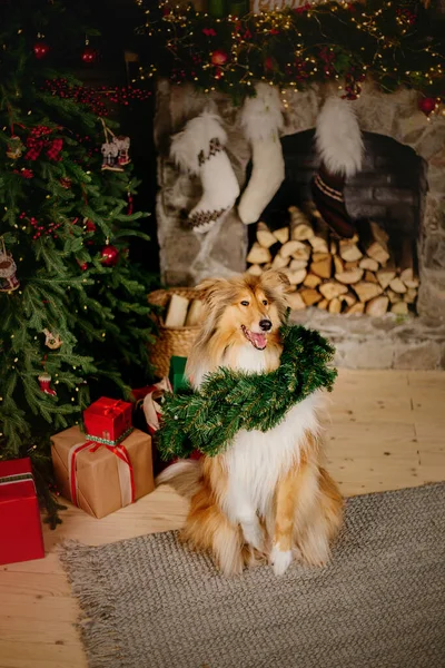 Boldog Évet Karácsonyt Ünnepet Kutya Kisállat Közel Karácsonyfa — Stock Fotó