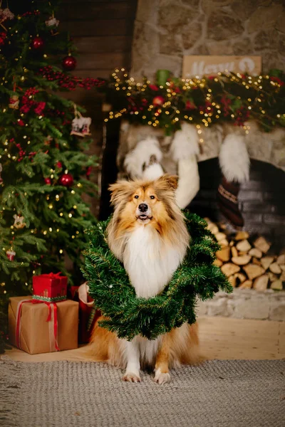 Bonne Année Vacances Noël Célébration Chien Animal Près Sapin Noël — Photo