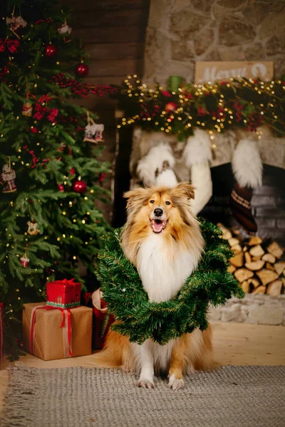 Happy New Year Christmas Holidays Celebration Dog Pet Christmas Tree — Stock Photo, Image