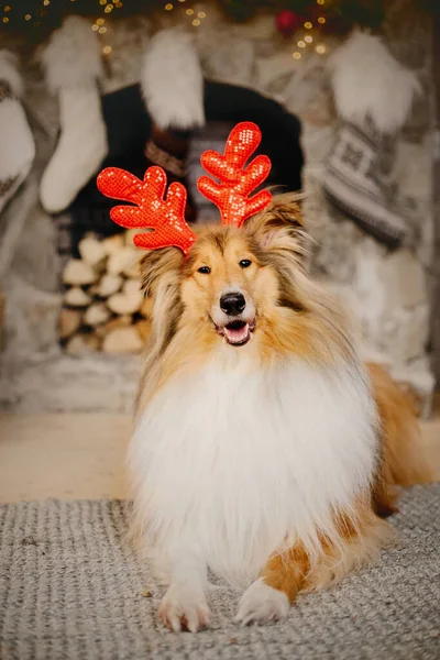 Szczęśliwego Nowego Roku Świąt Bożego Narodzenia Świętowania Pies Zwierzę Domowe — Zdjęcie stockowe