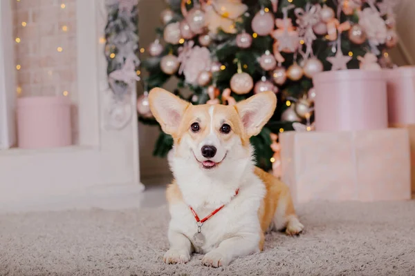 Καλή Χρονιά Χριστουγεννιάτικες Διακοπές Και Γιορτή Σκύλος Κατοικίδιο Ζώο Κοντά — Φωτογραφία Αρχείου