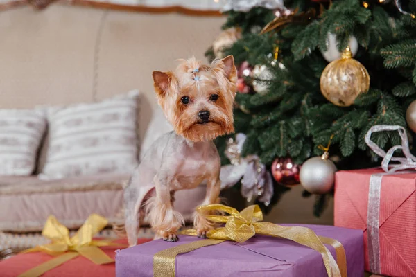 Stock image Happy New Year, Christmas holidays and celebration.  Dog (pet) near the Christmas tree. 