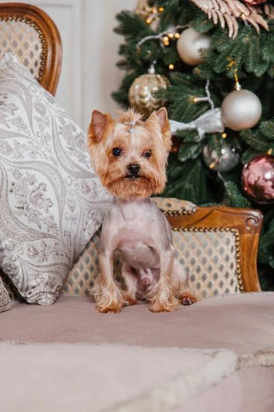Καλή Χρονιά Χριστουγεννιάτικες Διακοπές Και Γιορτή Σκύλος Κατοικίδιο Ζώο Κοντά — Φωτογραφία Αρχείου