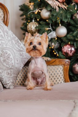 Mutlu yıllar, Noel tatilleri ve kutlamalar. Noel ağacının yanında bir köpek.. 