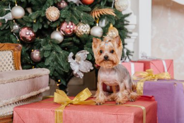 Mutlu yıllar, Noel tatilleri ve kutlamalar. Noel ağacının yanında bir köpek.. 