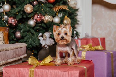 Mutlu yıllar, Noel tatilleri ve kutlamalar. Noel ağacının yanında bir köpek.. 