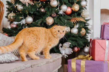 Mutlu yıllar, Noel tatilleri ve kutlamalar. Kedi çifti İskoç Katlama portresi.