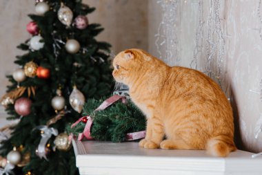 Mutlu yıllar, Noel tatilleri ve kutlamalar. Kedi çifti İskoç Katlama portresi.