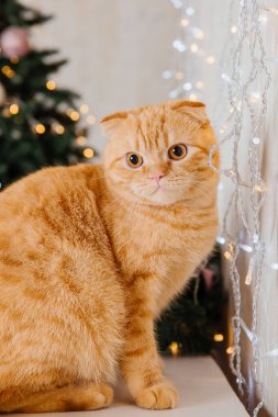 Mutlu yıllar, Noel tatilleri ve kutlamalar. Kedi çifti İskoç Katlama portresi.