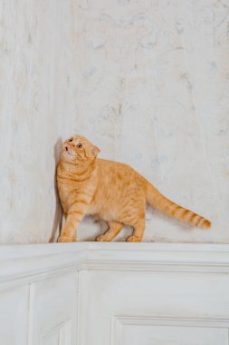 Evde kedi var. İskoç katlı kedi cinsi. Evcil hayvanla hayat. Evcil hayvan dostu. Sarı gözlü kırmızı kedi