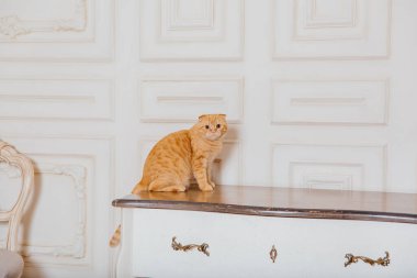 Evde kedi var. İskoç katlı kedi cinsi. Evcil hayvanla hayat. Evcil hayvan dostu. Sarı gözlü kırmızı kedi