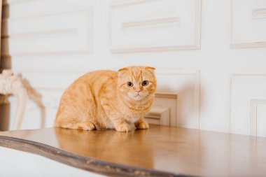 Evde kedi var. İskoç katlı kedi cinsi. Evcil hayvanla hayat. Evcil hayvan dostu. Sarı gözlü kırmızı kedi