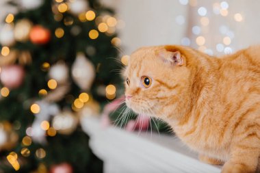 Mutlu yıllar, Noel tatilleri ve kutlamalar. Kedi çifti İskoç Katlama portresi.