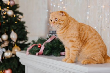 Mutlu yıllar, Noel tatilleri ve kutlamalar. Kedi çifti İskoç Katlama portresi.