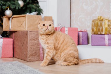 Mutlu yıllar, Noel tatilleri ve kutlamalar. Kedi çifti İskoç Katlama portresi.