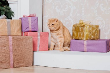Mutlu yıllar, Noel tatilleri ve kutlamalar. Kedi çifti İskoç Katlama portresi.