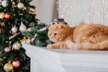 Mutlu yıllar, Noel tatilleri ve kutlamalar. Kedi çifti İskoç Katlama portresi.