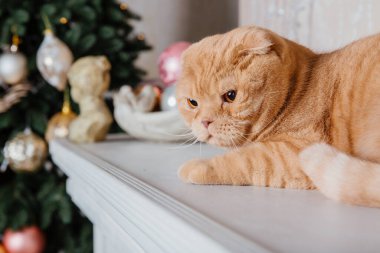 Mutlu yıllar, Noel tatilleri ve kutlamalar. Kedi çifti İskoç Katlama portresi.