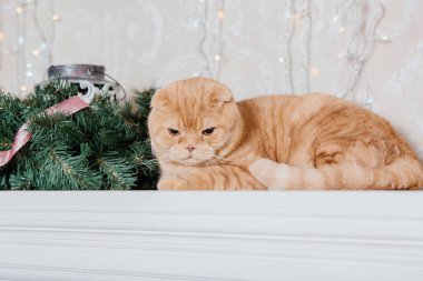 Mutlu yıllar, Noel tatilleri ve kutlamalar. Kedi çifti İskoç Katlama portresi.