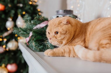 Mutlu yıllar, Noel tatilleri ve kutlamalar. Kedi çifti İskoç Katlama portresi.