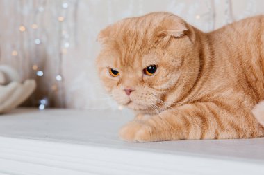 Evde kedi var. İskoç katlı kedi cinsi. Evcil hayvanla hayat. Evcil hayvan dostu. Sarı gözlü kırmızı kedi