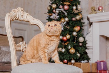 Mutlu yıllar, Noel tatilleri ve kutlamalar. Kedi çifti İskoç Katlama portresi.