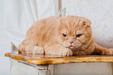 Evde kedi var. İskoç katlı kedi cinsi. Evcil hayvanla hayat. Evcil hayvan dostu. Sarı gözlü kırmızı kedi