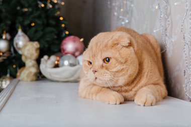 Mutlu yıllar, Noel tatilleri ve kutlamalar. Kedi çifti İskoç Katlama portresi.