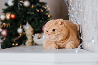 Mutlu yıllar, Noel tatilleri ve kutlamalar. Kedi çifti İskoç Katlama portresi.