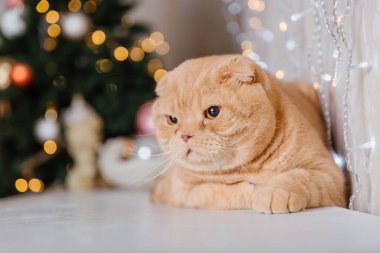 Mutlu yıllar, Noel tatilleri ve kutlamalar. Kedi çifti İskoç Katlama portresi.