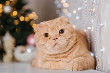 Mutlu yıllar, Noel tatilleri ve kutlamalar. Kedi çifti İskoç Katlama portresi.