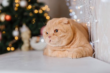 Mutlu yıllar, Noel tatilleri ve kutlamalar. Kedi çifti İskoç Katlama portresi.