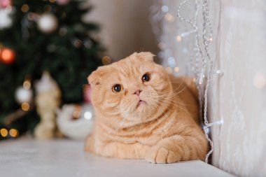 Mutlu yıllar, Noel tatilleri ve kutlamalar. Kedi çifti İskoç Katlama portresi.