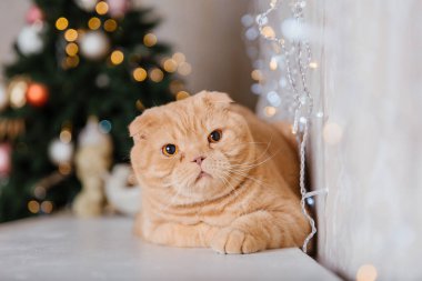 Mutlu yıllar, Noel tatilleri ve kutlamalar. Kedi çifti İskoç Katlama portresi.