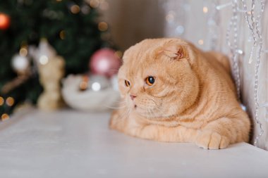 Mutlu yıllar, Noel tatilleri ve kutlamalar. Kedi çifti İskoç Katlama portresi.