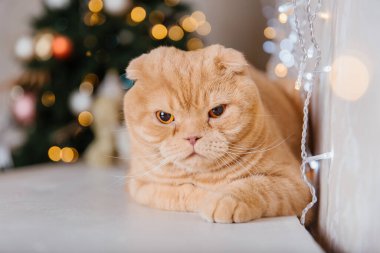 Mutlu yıllar, Noel tatilleri ve kutlamalar. Kedi çifti İskoç Katlama portresi.