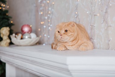 Mutlu yıllar, Noel tatilleri ve kutlamalar. Kedi çifti İskoç Katlama portresi.