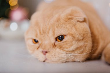 Mutlu yıllar, Noel tatilleri ve kutlamalar. Kedi çifti İskoç Katlama portresi.