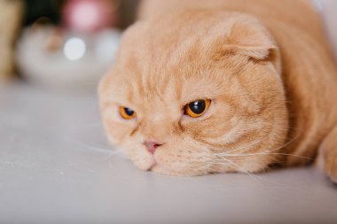 Mutlu yıllar, Noel tatilleri ve kutlamalar. Kedi çifti İskoç Katlama portresi.