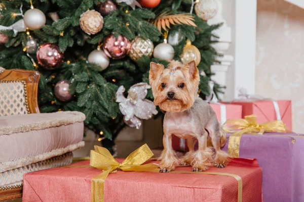 stock image Happy New Year, Christmas holidays and celebration.  Dog (pet) near the Christmas tree. 