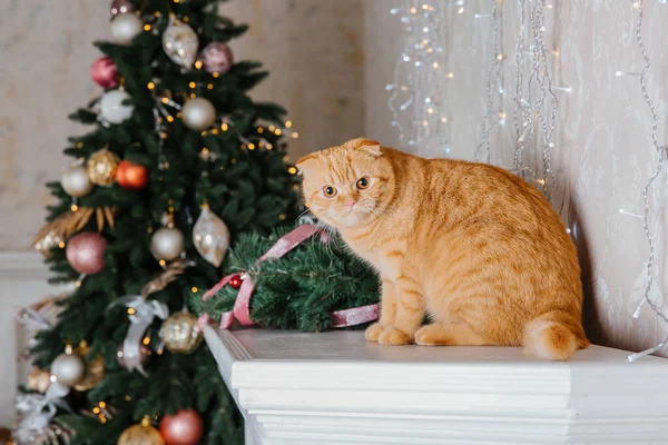 新年快乐 圣诞假期和庆祝活动 猫品种苏格兰Fold肖像画 — 图库照片
