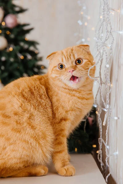 Feliz Año Nuevo Fiestas Navidad Celebración Gato Raza Escocés Doble —  Fotos de Stock