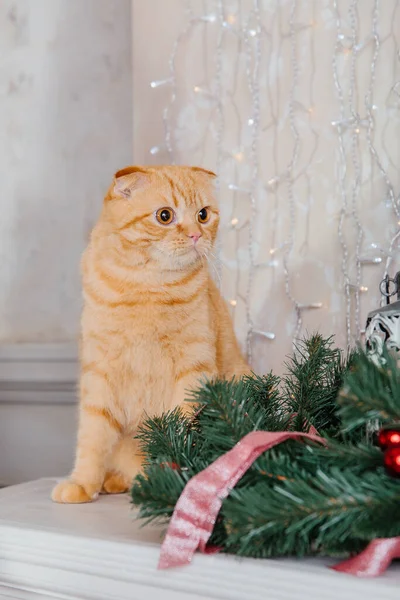 新年快乐 圣诞假期和庆祝活动 猫品种苏格兰Fold肖像画 — 图库照片