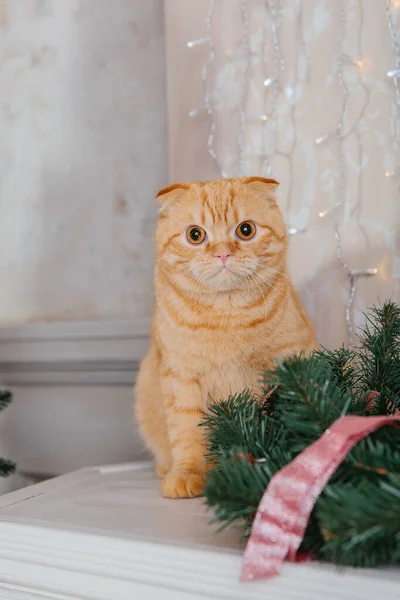 Gelukkig Nieuwjaar Kerstvakantie Feest Kattenras Scottish Fold Portret — Stockfoto