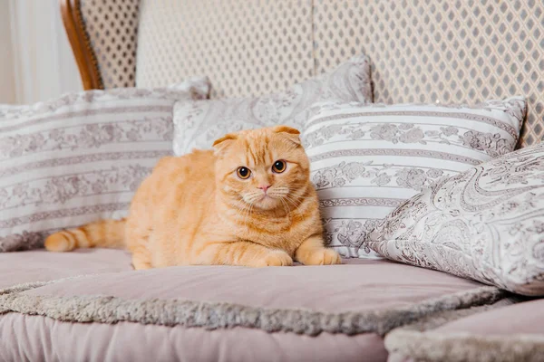 Cat at home. Scottish Fold cat breed. Life with pet. Pet friendly. Red cat with yellow eyes