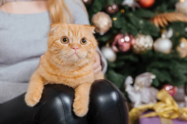 Frohes Neues Jahr Weihnachtsfeiertage Und Feiern Katzenzucht Scottish Fold Portrait — Stockfoto